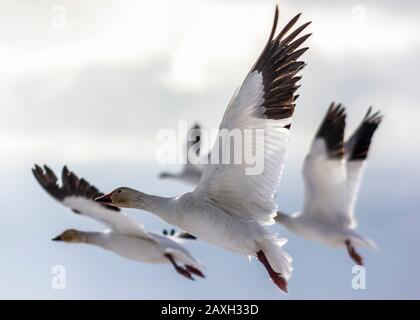 Wanderschneegänse, die über verschneite Felder fliegen, in Delta, British Columbia, Kanada. Schöne weiße Vögel mit schwarzen Flügeln. Rote Rechnung und Beine. Etwas yel Stockfoto