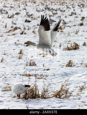 Wanderschneegänse, die über verschneite Felder fliegen, in Delta, British Columbia, Kanada. Schöne weiße Vögel mit schwarzen Flügeln. Rote Rechnung und Beine. Etwas yel Stockfoto