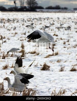 Wanderschneegänse, die über verschneite Felder fliegen, in Delta, British Columbia, Kanada. Schöne weiße Vögel mit schwarzen Flügeln. Rote Rechnung und Beine. Etwas yel Stockfoto