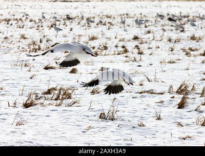 Wanderschneegänse, die über verschneite Felder fliegen, in Delta, British Columbia, Kanada. Schöne weiße Vögel mit schwarzen Flügeln. Rote Rechnung und Beine. Etwas yel Stockfoto