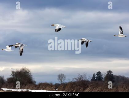 Wanderschneegänse, die über schneebedeckte Felder fliegen, in Delta, British Columbia, Kanada. Schöne weiße Vögel mit schwarzen Flügeln. Rote Rechnung und Beine. S Stockfoto