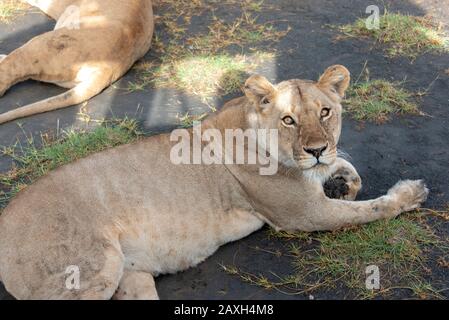 Löwin, der das Safarifahrzeug und die Insassen auscheckt, die ihren Schatten spenden. Stockfoto