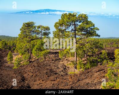 Kanareninsel Pinus canariensis Mount Teidi Nationalpark, Tenera-Insel Stockfoto