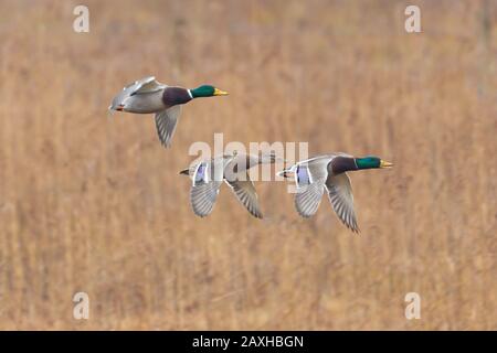 Drei Mallard-Enten (anas platyrhynchos) im Flug vor Schilf Stockfoto