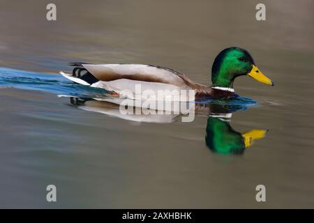 Natürliche bunte männliche Mallard-Ente (anas platyrhynchos) im Wasser gespiegelt Stockfoto