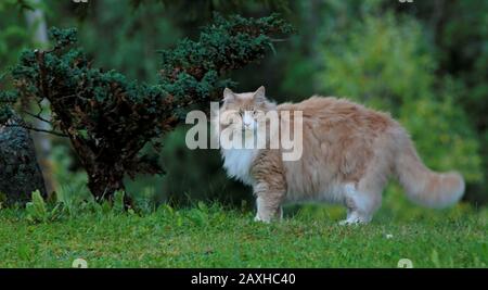 Ein großes und starkes norwegisches Waldkatzenmännchen, das im Sommer im Freien steht Stockfoto