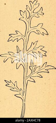 Textbuch der strukturellen und physiologischen Botanik . - Palmatisect Blatt der Monks - Hood, Acotiittun. Abb. 174.-Pinnatisektblatt des gemeinen Mohns, PapaverRhoeas. Bisher; ^xv^pinnatifid andpalmatifid, wenn sie sich abouthalf-way vom Rand zur Mittelrippe oder Blattbasis ausdehnen Wenn die Unterteilungen eines Palmatifidblatts fünf sind, iscalledz^^/;^^/(Abb.^) 181, S. 102). Spezielle Modifikationen des Blattnatifid sind das Runzinat (Abb. 175), wo die Punkte der großen zentralen Lappen reflexartig sind; Lycat (Abb. 176), wobei der Terminallappen viel der größte ist, und die anderen nehmen H ab Stockfoto