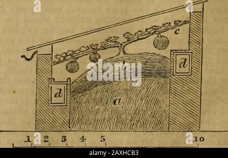 Journal of Horticulture, Cottage Gärtner and Country Gentlemen . ling toolow, and causing the plants to be at too great a distancefrom the light. Solche Gruben sind im Winter und Frühling sehr nützlich für Endive, Salat, Frühkartoffeln, &o., und danach kann eine Krämermelone durch das Pflanzen starker Pflanzenstoffe im Mai oder spätestens Anfang Juni entstehen. Die Materialien von Thefermentieren geben den Pflanzen einen Anfang, und die Sonne muss hitzebesonnen gehält werden, um den Rest der Arbeit zu erledigen. Das Bett ist verschmutzt und ansonsten wie beschrieben für Feigen behandelt. 3. Die Abbildung zeigt den Zustand der Grube etwa einen Monat nachmittags Stockfoto