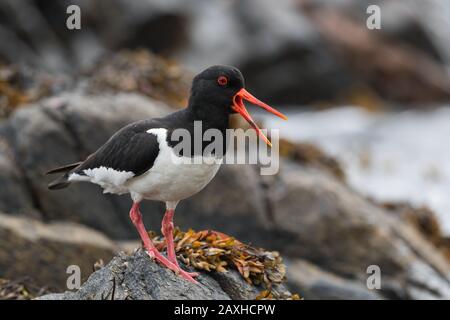 Eurasischer Oystercatcher - Haematopus ostralegus, schöner Vogel von europäischen und asiatischen Küsten und Klippen, Runde, Norwegen Stockfoto