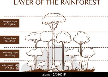 Vektordarstellung der Regenwaldschichten Stock Vektor