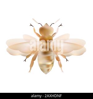 Honigbiene. Gestreiftes orangefarbenes Bienen Illustrationsnetz. Insektensymbol für natürliche, gesunde und organische Lebensmittelproduktion Stock Vektor