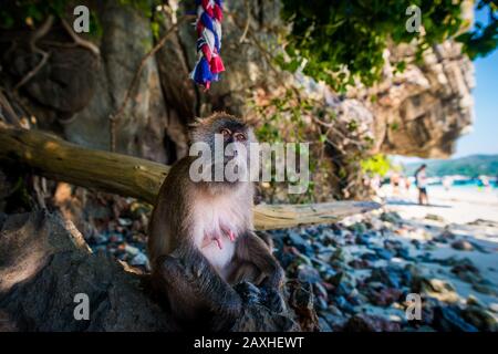 Monkey Island,/Thailand-: Affe auf einem Felsen am Strand an diesem beliebten Touristenausflug mit üppiger grüner Vegetation und thailändischer Flagge Stockfoto