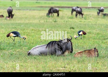 Gnus ruht sich auf den Ebenen der Ngorongoro-Kate aus, an denen Kraniche vorbei laufen. Stockfoto