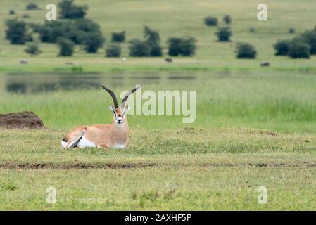 Die wunderschöne Grant's Gazelle. Ruht sich auf den üppigen Ebenen des Ngorongoro Kraters aus Stockfoto