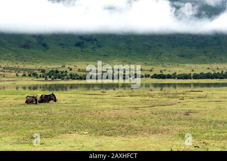 Gnus ruht auf den Ebenen des Ngorongoro Kraters Stockfoto