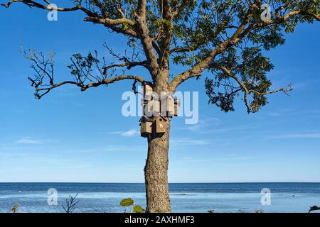 Schöne Aufnahme von Vogelhäusern auf einem Baum der Ostseeküste in Nexo, Bornholm Insel, Dänemark Stockfoto