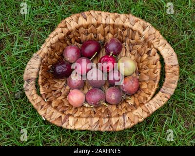 Schöne Schuss von frisch gepflückten Pflaumen in einem gewebten Korb Auf dem Gras Stockfoto