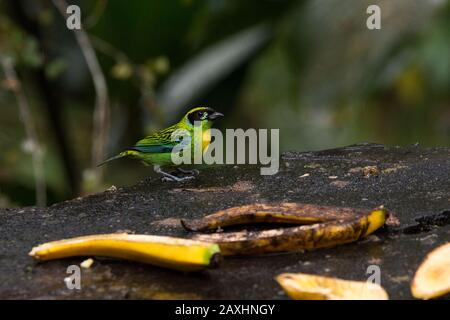 Grün-goldenes tanager im Wolkenwald, der die Osthänge der Anden bei Zamora in Ecuador bedeckt. Stockfoto
