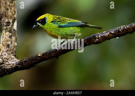 Grün-goldenes tanager im Wolkenwald, der die Osthänge der Anden bei Zamora in Ecuador bedeckt. Stockfoto