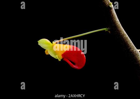 Nahaufnahme von Impatiens niamniamensis, auch Papageienpflanze genannt, oder congo cockatoo mit seinen ungewöhnlichen roten und gelben Blumen, die auf schwarzem Grund isoliert sind Stockfoto