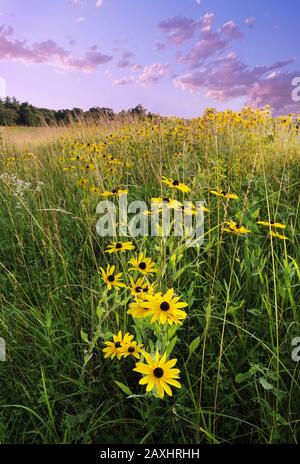 Vertikale Nahaufnahme von braunäugigen Susans in der Wiese mit Der lila Wolkenhimmel dahinter Stockfoto