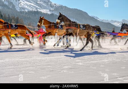 Skijöring-Rennen während des White Turf 2020 in St.Moritz, Schweiz Stockfoto