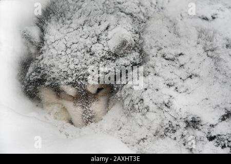 Hund schläft im Schnee begraben. Hund - Malamute (laika). Stockfoto