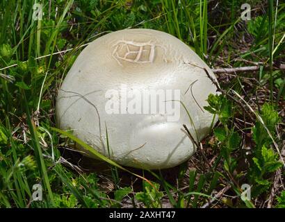 Agarikus arvensis wird im Allgemeinen als Pferdepilz bezeichnet. Stockfoto