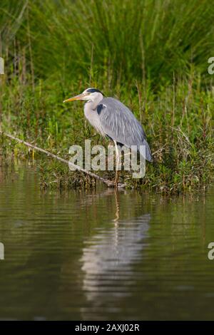 Natürlicher Graureiher (ardea cinerea), der auf Ast im Wasser steht Stockfoto