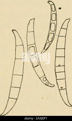 Pilze und Fungizide; ein praktisches Handbuch über die Fungenkrankheiten von Kulturpflanzen und die Mittel zur Verhinderung ihrer Verwüstung. Eine mehr oder weniger deutliche rosa oder orangefarbene Deckung des Myzels und der Sporen des Pilzes. Unter einer hohen Leistung des Mikroskops besteht der Thispilz aus lang gebogenen Sporen, wie in Abb. gezeigt. 82.Nach Ansicht der Botaniker handelt es sich um die Anzüge von Fusisporium. Die vom Pilz befallen Kernelseiten werden zu Mereschells, innen und außen mit withmycel bedeckt (Abb. 83) und beim Durchfahren der Dreschmaschine sind sie mit der Spreu unverblüfft. Der Ertrag ist manchmal sehr stark Stockfoto