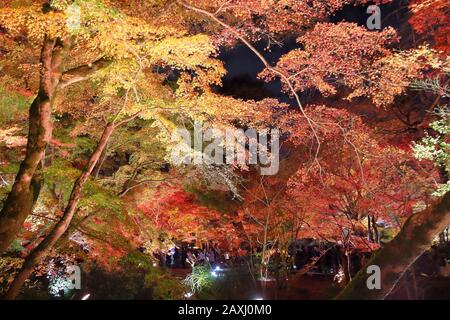 Beleuchtete Herbst Laub in der Nacht in Arashiyama, Kyoto, Japan. Hogonin Gärten. Stockfoto