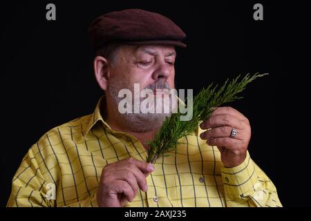 Nettes Porträt mit niedrigem Schlüssel eines nachdenklichen kaukasischen bärtigen Seniors, der einen kleinen Zweig des Wacholderbaums bewundert Stockfoto