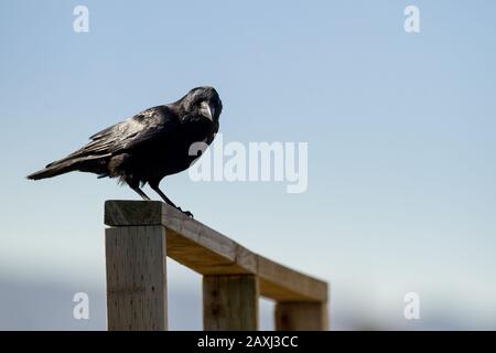 Eine japanische Dschungelkrähe oder eine großgeschliffene Krähe (Corvus macrorhynchos japonensis) auf einem Holzzaun in Kanagawa, Japan. Stockfoto