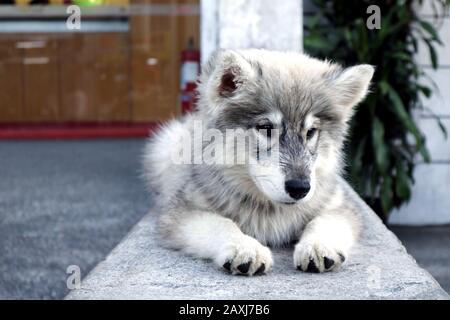Foto eines süßen, auf einem Gehweg liegenden Alaska-Malamute-Welpen Stockfoto