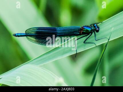 Mayfly On Leaf Stockfoto