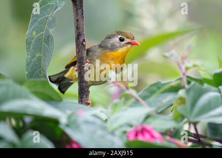 Rot abgerechnete Leiothrix, Leiothrix lutea, Riser, Westbengalen, Indien Stockfoto