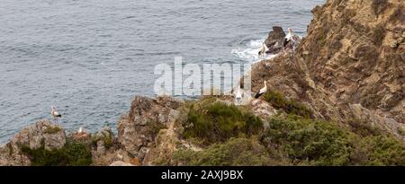 Felsige zerklüftete Küste nahe Azenha do Mar, Alentejo Littoral, Portugal, Südeuropa mit weißen Störchen ("Ciconia ciconia"), die an Klippen nisten Stockfoto