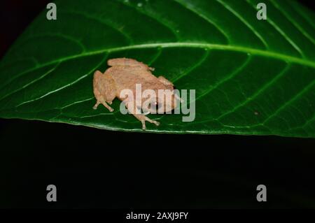 Frog - Raorchestes ghatei sp, Satara District , Maharashtra , Indien . Neue Strauchfroscharten aus den westlichen Ghats von Maharashtra Stockfoto