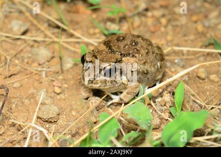 Frog - Sphaerotheca sp, Satara District , Maharashtra , Indien Stockfoto