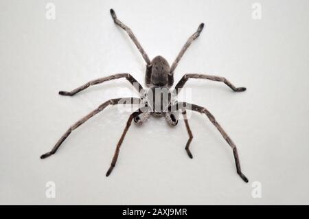 Huntsman Spider - Eusparassus sp, Satara District , Maharashtra , Indien Stockfoto