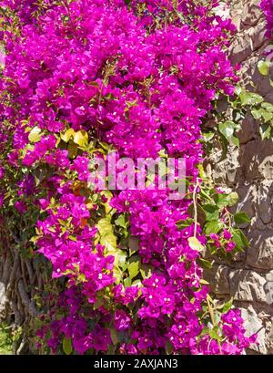 Nahaufnahme der Bougainvillea-Anlage mit Blumenbepflanzung an der alten Mauer des zerstörten Schlossgartens in der Stadt Tavira, Algarve, Portugal, Südeuropa Stockfoto