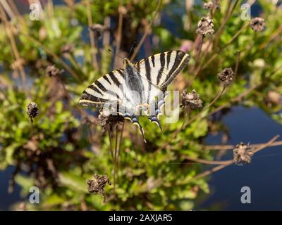 Der Südknappe Schwalbenschwanz Schmetterling Iphiclides podalirius feisthamelii, Castro Verde, Baixo Alentejo, Portugal, Südeuropa Stockfoto