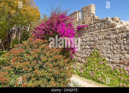 Bougainvillea-Anlage in Blumen, die an der alten Mauer des zerstörten Schlossgartens in der Stadt Tavira, Algarve, Portugal, Südeuropa wächst Stockfoto