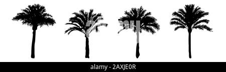 Setzen Sie die Silhouette der Palmen isoliert auf weißem Hintergrund. Silhouetten von schwarz-realistischen tropischen Palmen mit Blatt. Kokospalmen von Diff Stock Vektor