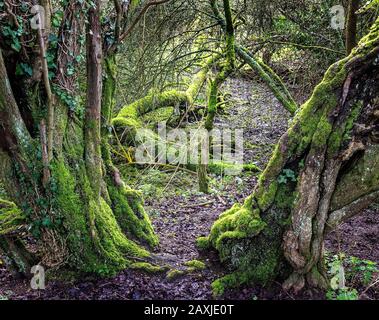 Moss bedeckte im Winter Äste und Baumstämme und gab so eine gruselige, rußige Atmosphäre. Gut für Wildtiere zum Schutz Stockfoto