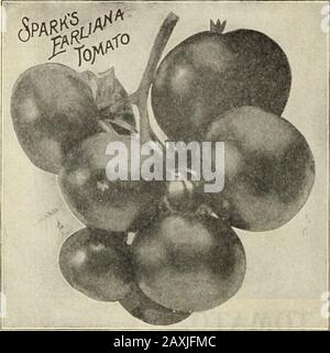 Dreers Gartenbuch: Siebzigjährige Ausgabe 1912 . .s. Favorit. Große Größe, reift gleichmäßig und früh; sehr fruchtbar, guter Geschmack. Pkt., 5 kt.; oz., 25 kt.; J lb., 75 kt. Paragon. Eine feine frühe Sorte. Große, feste und glatte Früchte als apfel. Pkt., 5 kt.; oz., 25 kt.; lb., 75 kt. Freiheit. Früchte reifen früh und tragen während der Saison weiter. Angemessene Größe; glatter, heller Scharlach. Pkt., 5 kt.;oz., 35 kt.; 1 lb., 1,00 USD. Trophäe. Ein alter Favorit. Große Größe, glatt, solidarisch und exzellent Geschmack. Pkt., 5 kt.; oz., 25 kt.; lb., 75 kt. Der Stein. (Siehe Schnitt.) Dreers sel Stockfoto