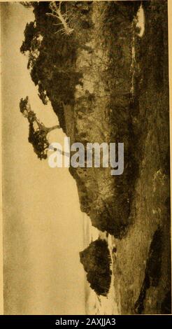 Natur und Wissenschaft an der Pazifikküste: Ein Leitbuch für wissenschaftliche Reisende im Westen. Platte XXIIThe Grizzly Giant, Einer der großen Bäume (Sequoia gigantea) des Mariposa Grove, in der Nähe des Yosemite Valley, Kalifornien. ThisTree Misst im Umfang 84 Fuß, 4 Zoll, 4 Fuß Über dem Boden (Jepson) und 64 Fuß, 3 Zoll, ElevenFeet Über dem Boden (Whitney). TheTrees im Hintergrund Sind White Firand Sugar Pine.Copyright, by Pillsbury Picture Company. O s^- ^6 a; LIS o •-:, Forests of the Pacific Coastwater Development sowie of Timber Resource, Our Forests come to Hold a Stockfoto
