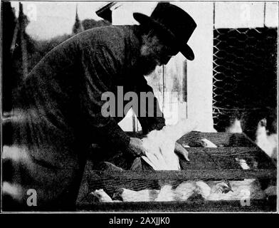 Der Ruf der Henne oder die Wissenschaft von der Auswahl und Züchtung von Geflügel für die Eiproduktion. Abb. 2-Zeigende Hennen in Fang-Kiste. DER RUF DER HENNE. 23. Abb. 3-Zeigen, wie Hennen aus der Fang-Kiste genommen werden. Wenn sie auf diese Weise aufgenommen werden, sollten Sie beide Beine fest greifen und darauf achten, dass Sie keine Flügel- oder Schwanzfedern brechen. Stockfoto