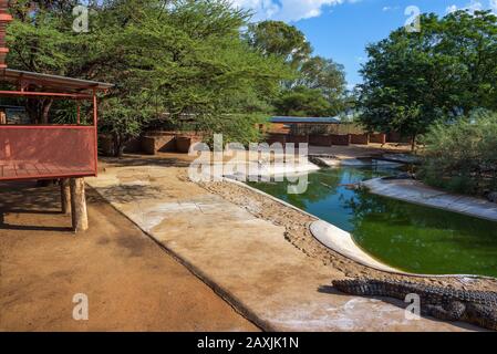 Krokodile entspannen in einem künstlichen See in der Krokodilfarm in Namibia Stockfoto