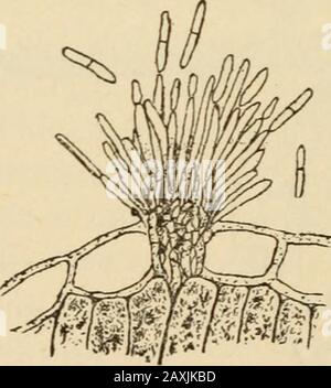 Pilze und Fungizide; ein praktisches Handbuch über die Fungenkrankheiten von Kulturpflanzen und die Mittel, um ihre Verwüstung zu verhindern. /. Stockfoto